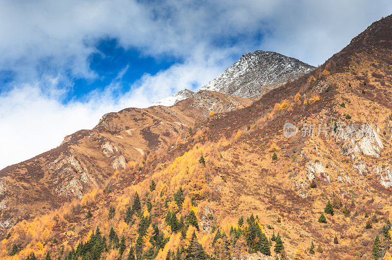 自然风景景观山背景和秋树亚丁/香格里拉山在秋天，四川，中国，西藏